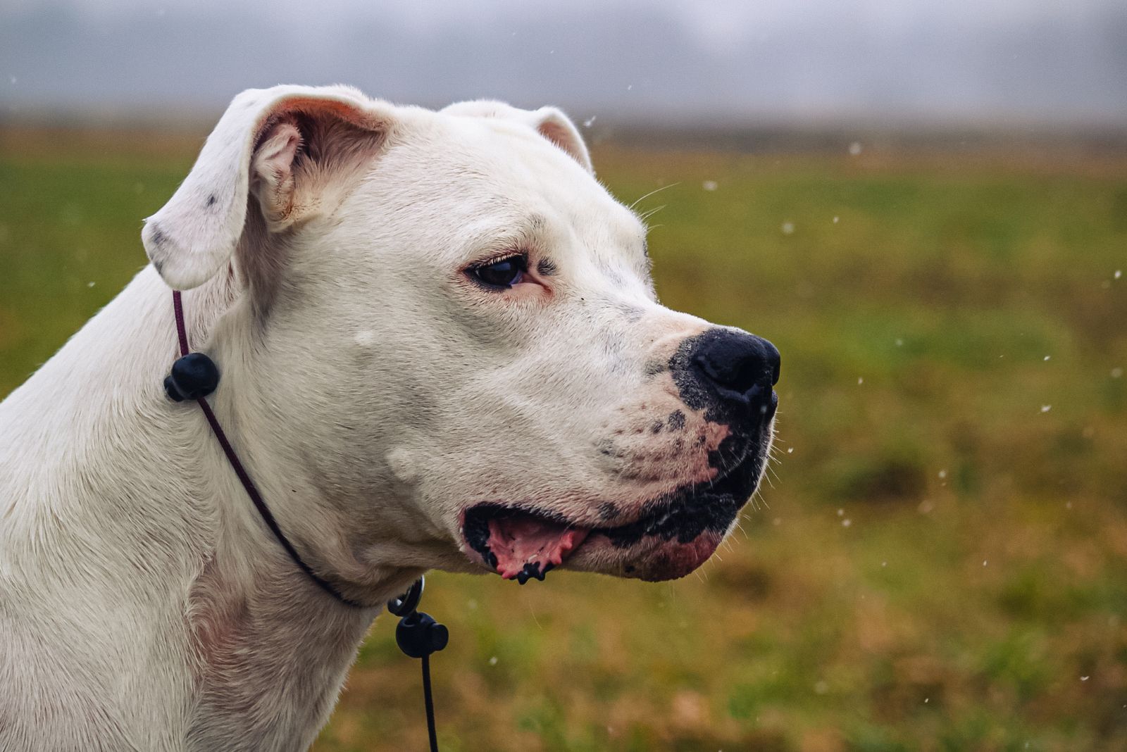 Dogo Argentino