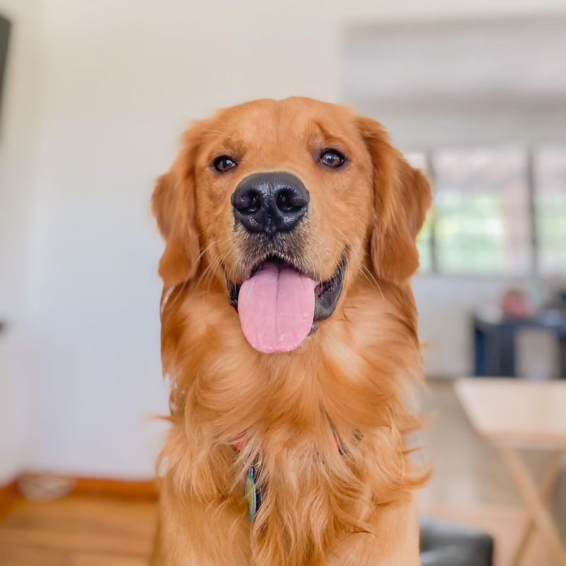 Dogs Are Always Happy to See Their Owners