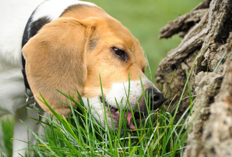 Dogs Eat Grass Because They’re Sick