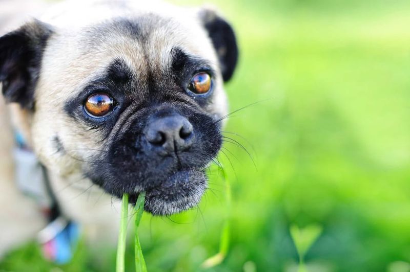 Dogs Eat Grass When They're Sick