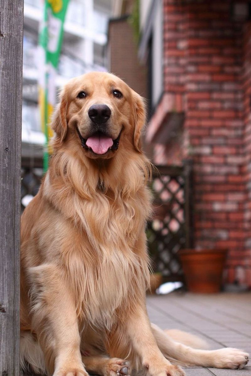 Dogs’ Mouths Are Cleaner Than Humans’