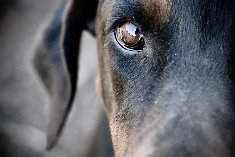 Dogs See in Black and White