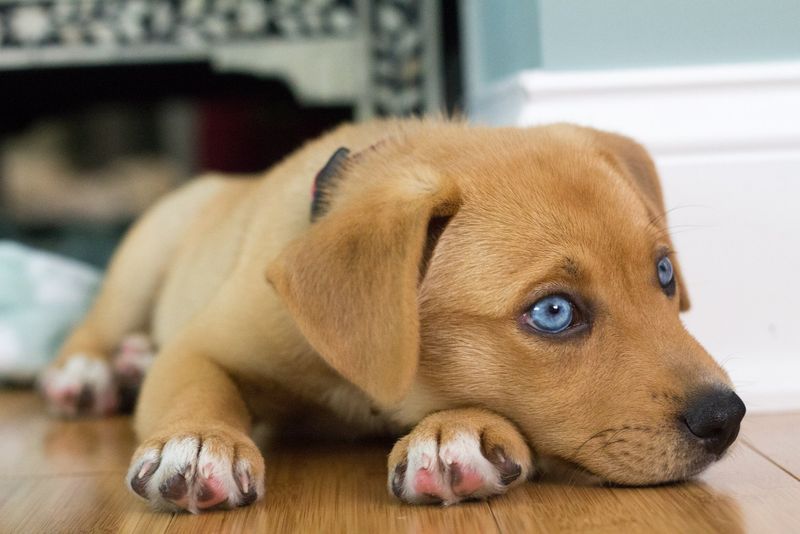 Dogs Understand Human Language Perfectly