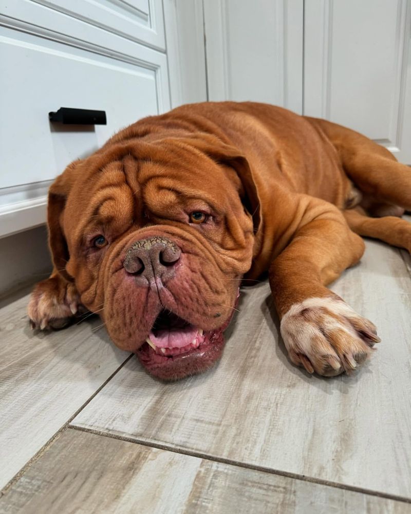 Dogue de Bordeaux