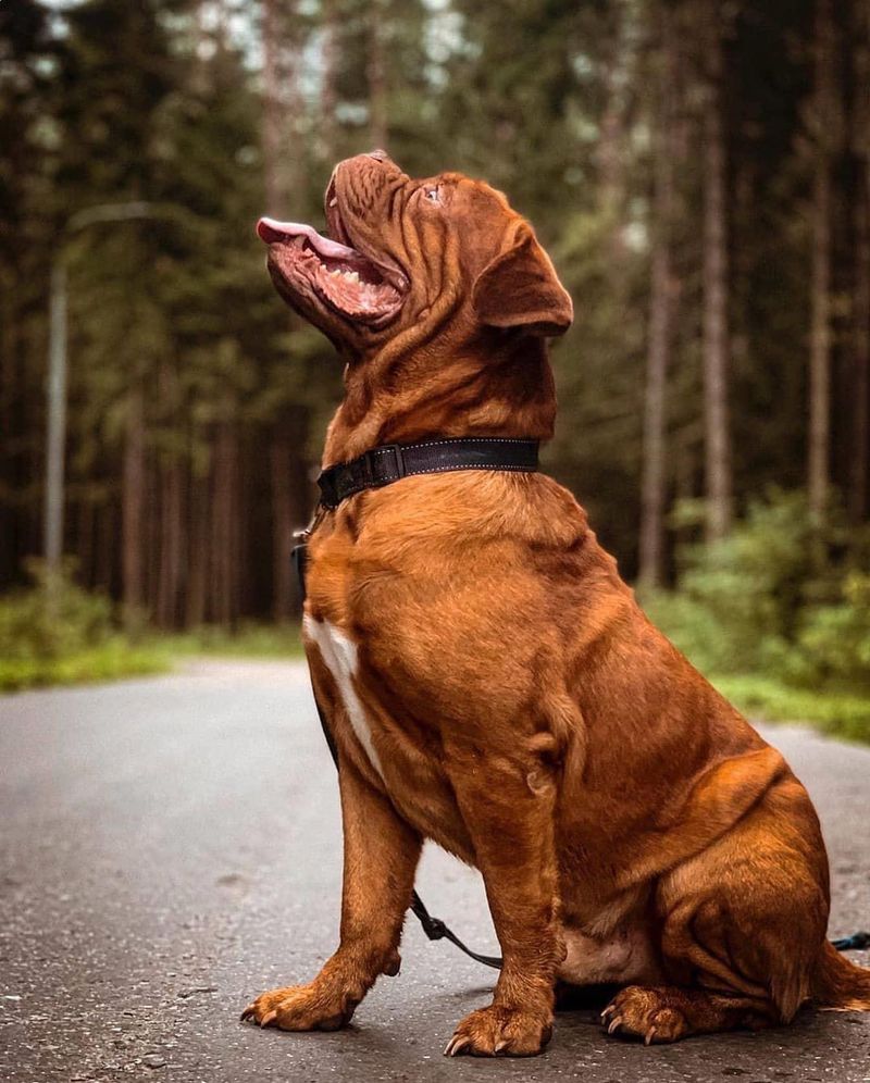 Dogue de Bordeaux