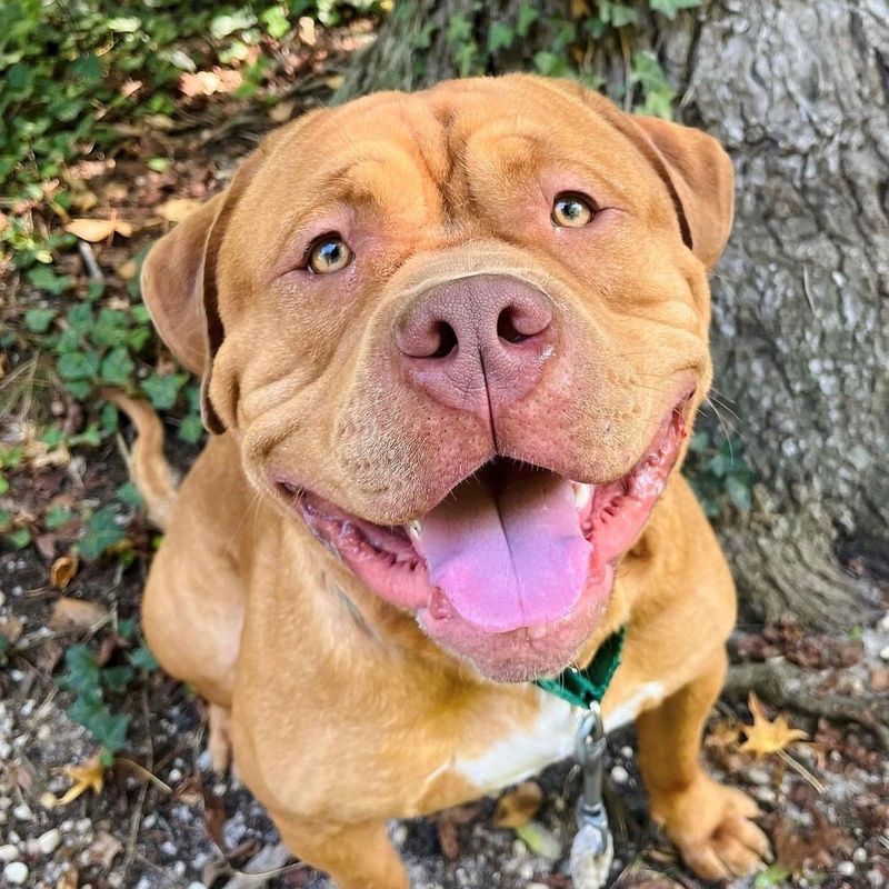 Dogue de Bordeaux