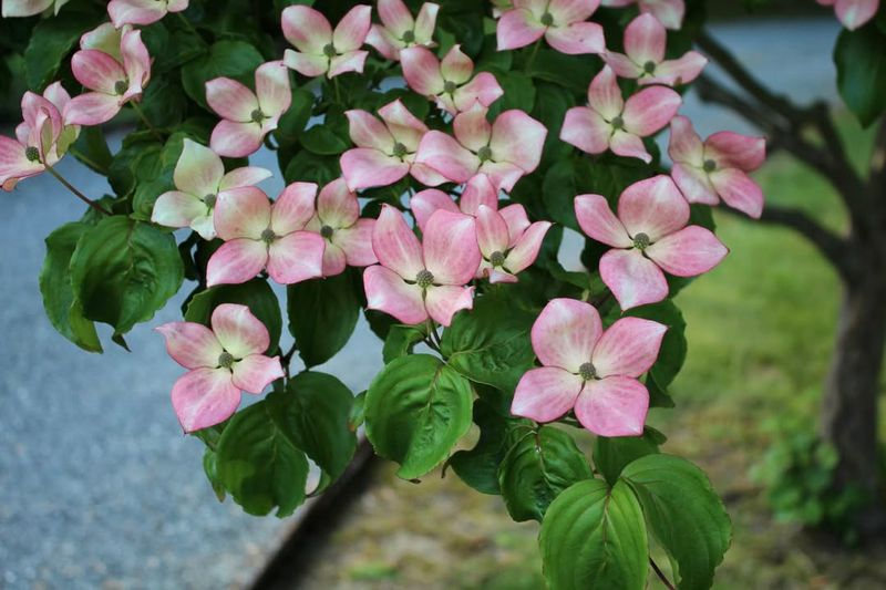 Dogwood (Cornus)