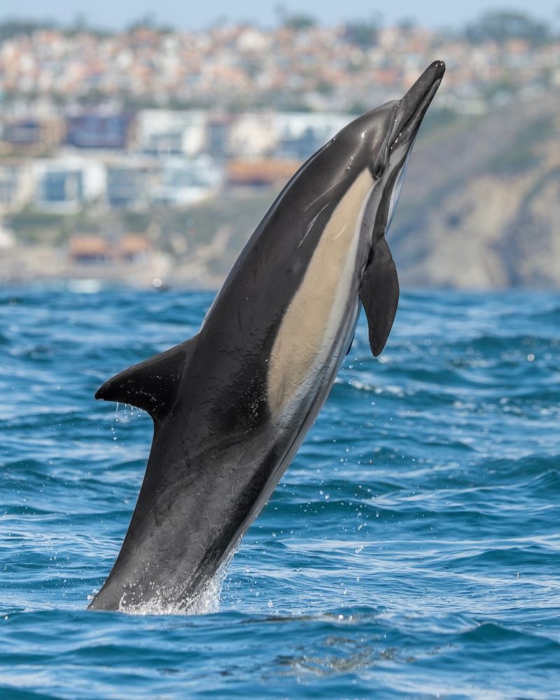 Dolphin-Assisted Therapy