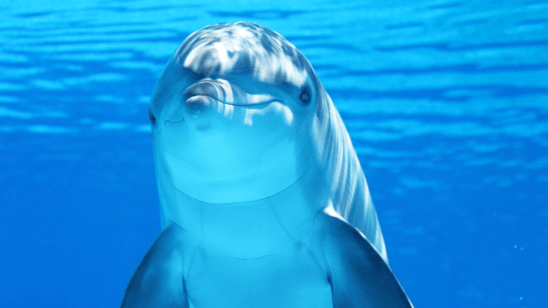 Dolphin