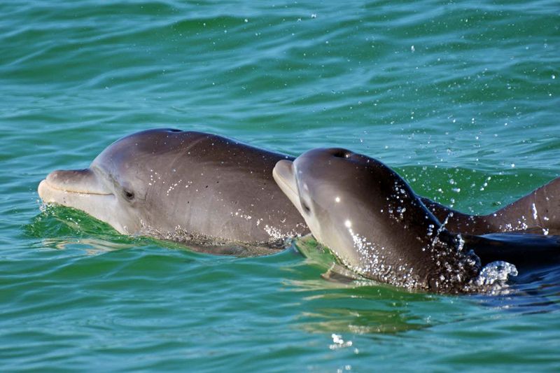 Dolphins and Fishing Techniques