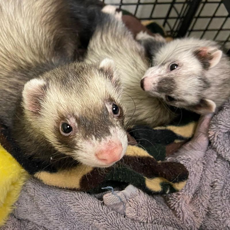 Domesticated Ferrets