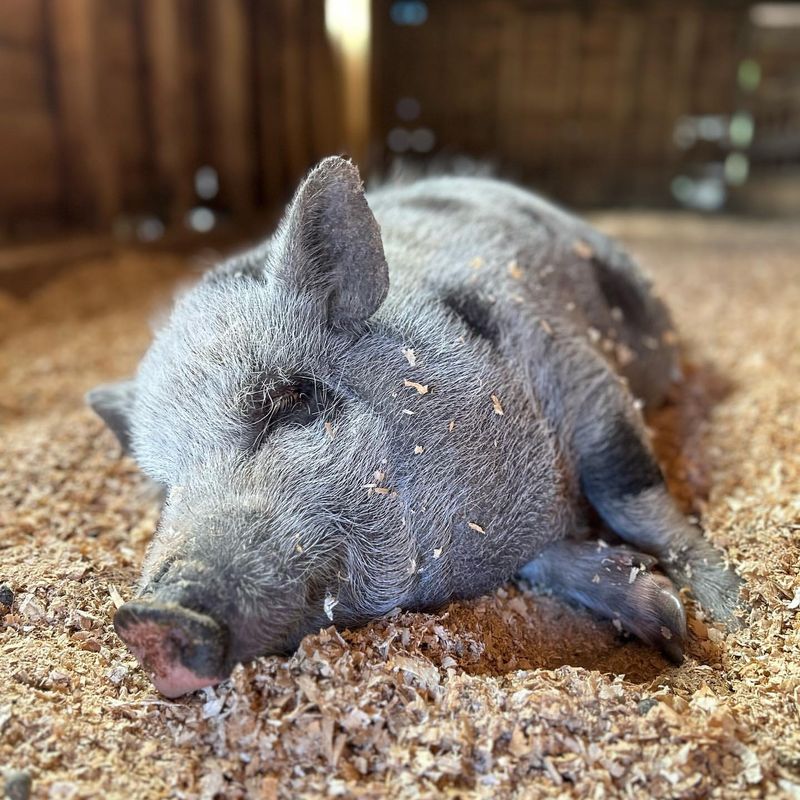 Domesticated Pigs (e.g., Potbellied Pigs)