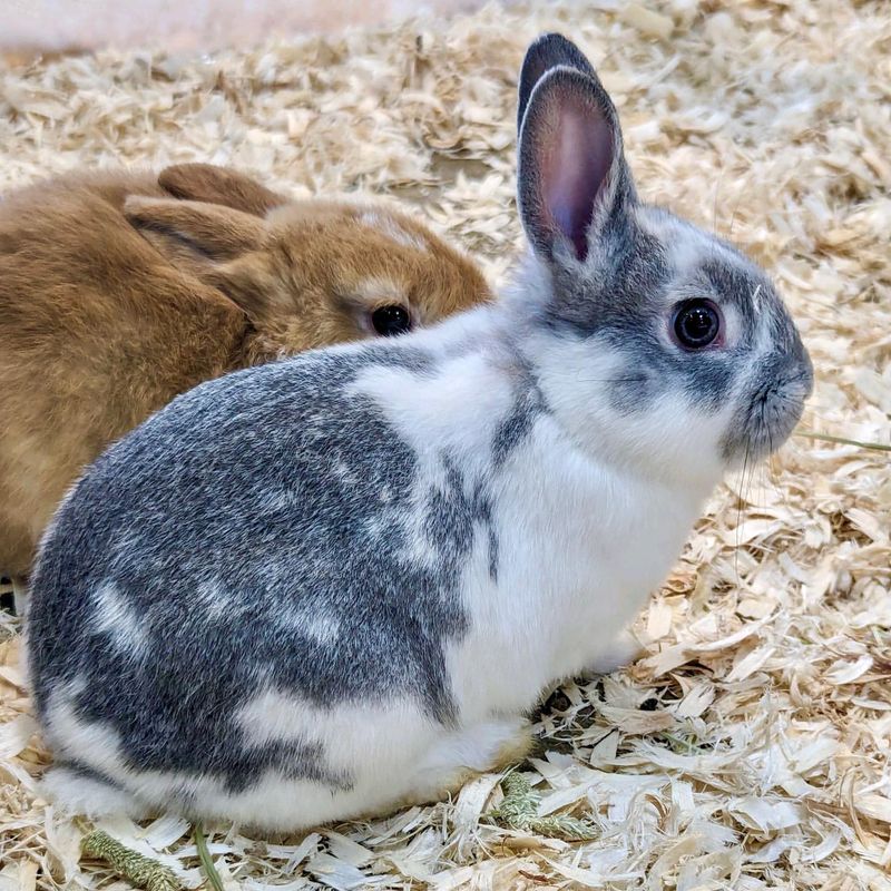 Domesticated Rabbits