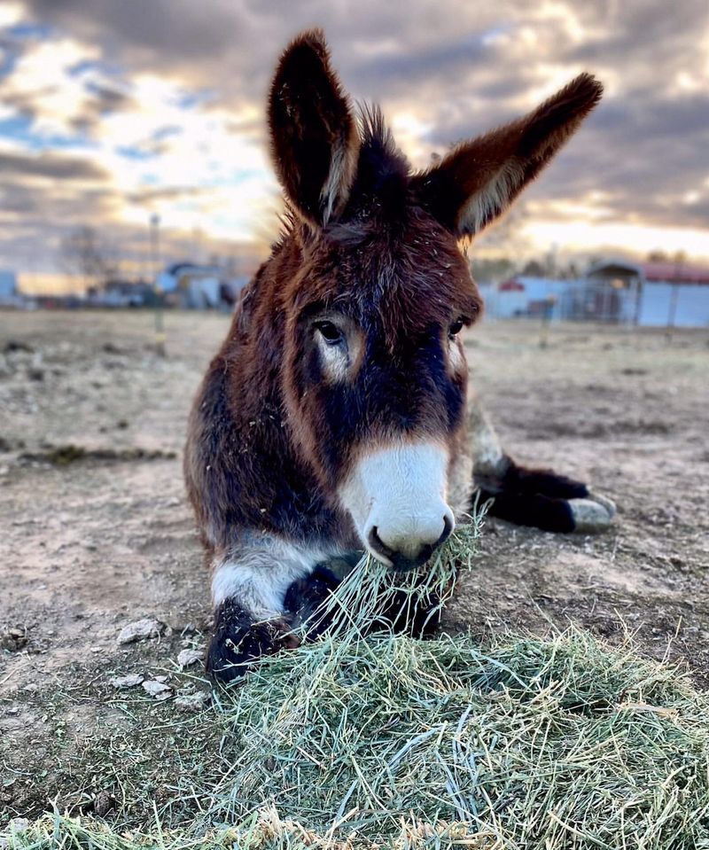 Donkeys in Therapy