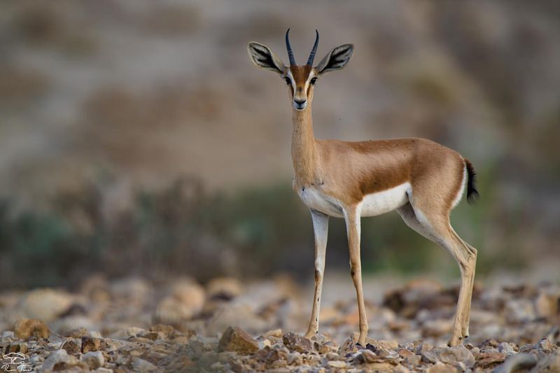 Dorcas Gazelle