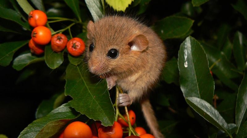 Dormouse