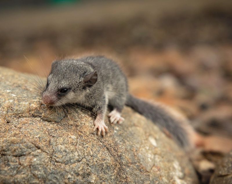 Dormouse's Long Hibernation