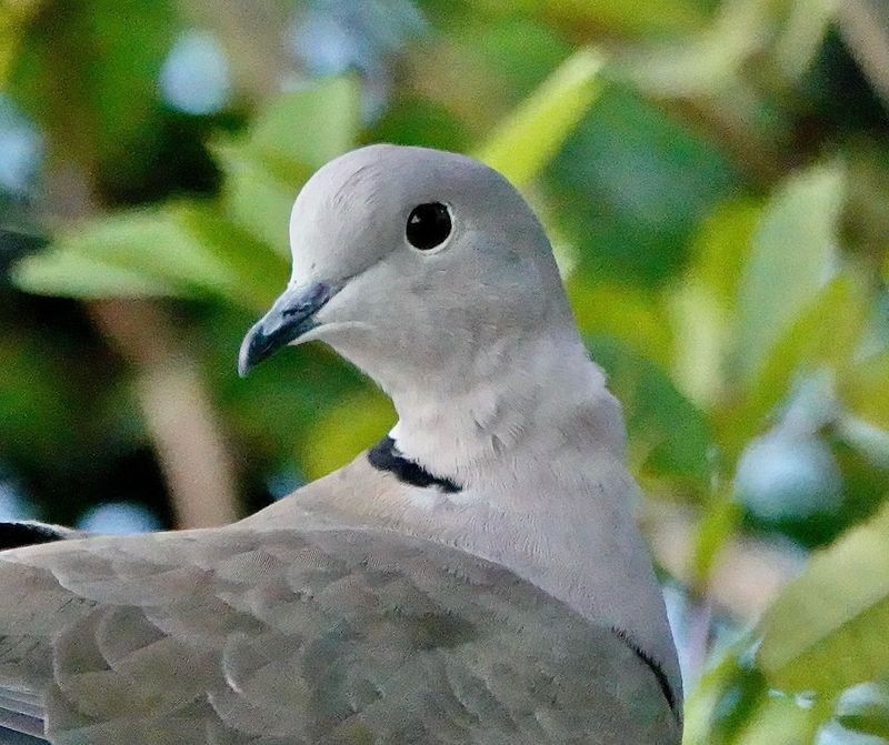 Dove