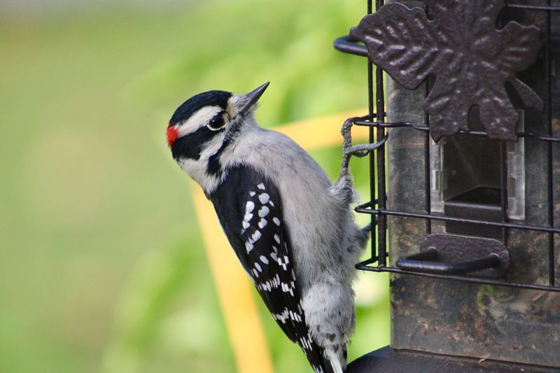 Downy Woodpecker