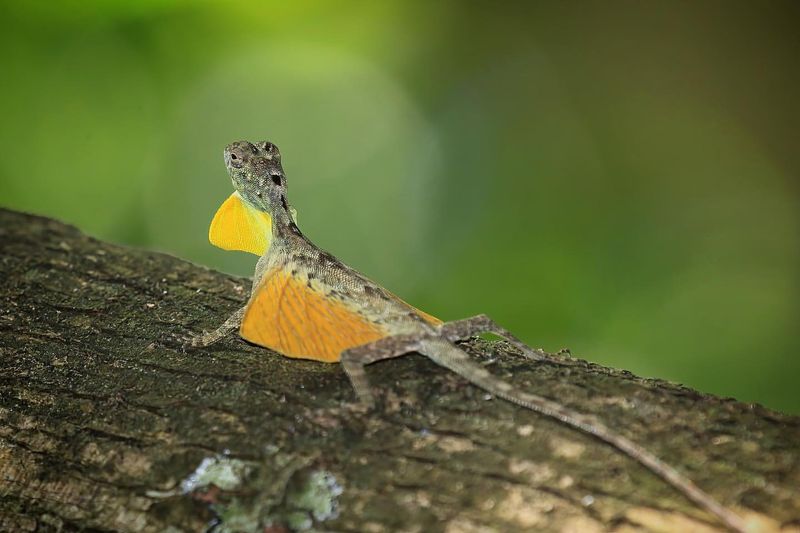 Draco Lizard in Southeast Asia