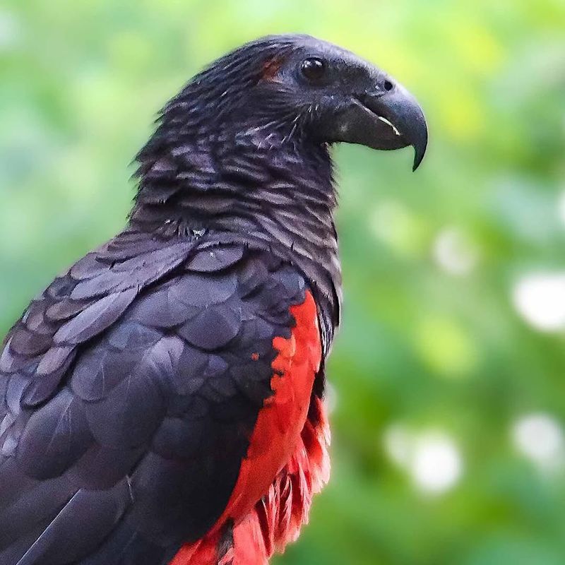 Dracula Parrot