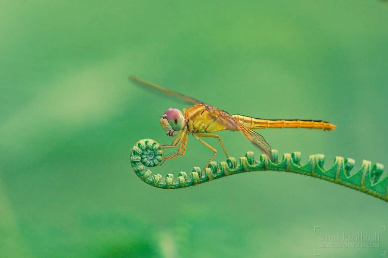 Dragonfly