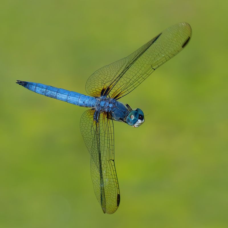 Dragonfly's Aerial Mastery