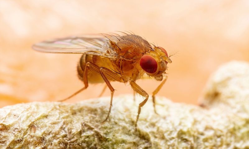 Drosophila Fly