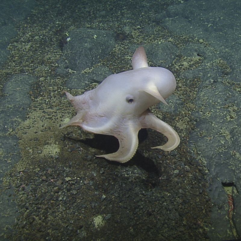 Dumbo Octopus