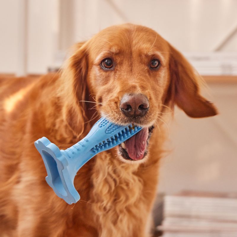 Durable Chew Toys