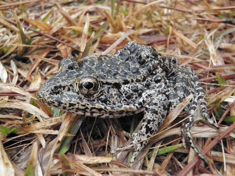 Dusky Gopher Frog