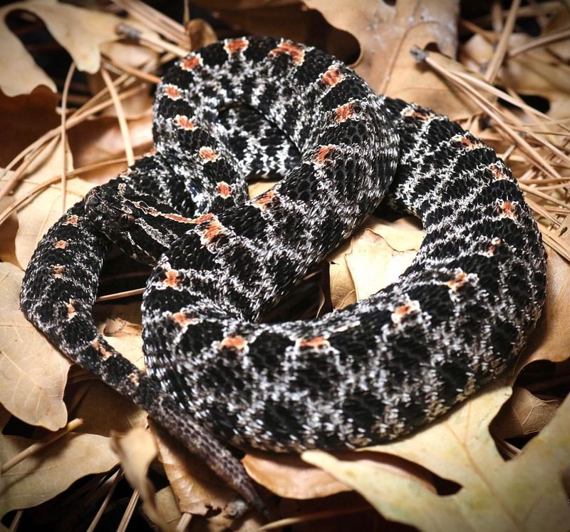 Dusky Pygmy Rattlesnake