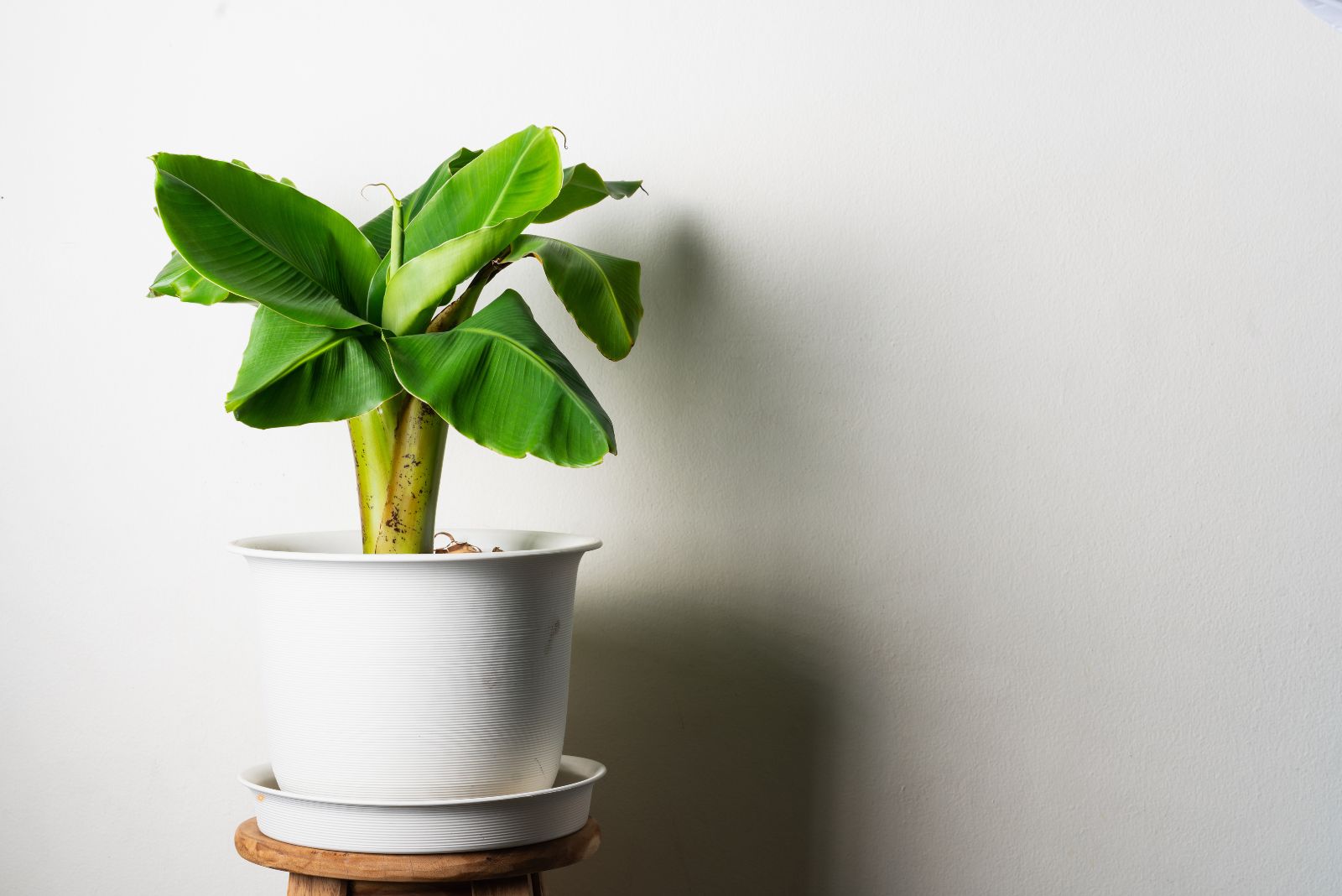 Dwarf Banana Plant