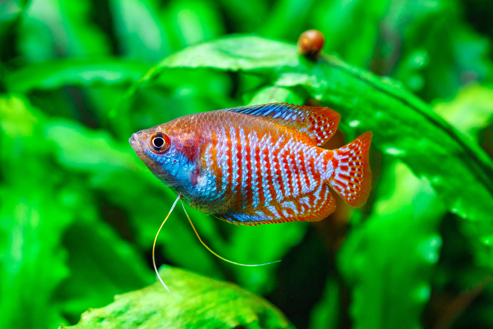 Dwarf Gourami