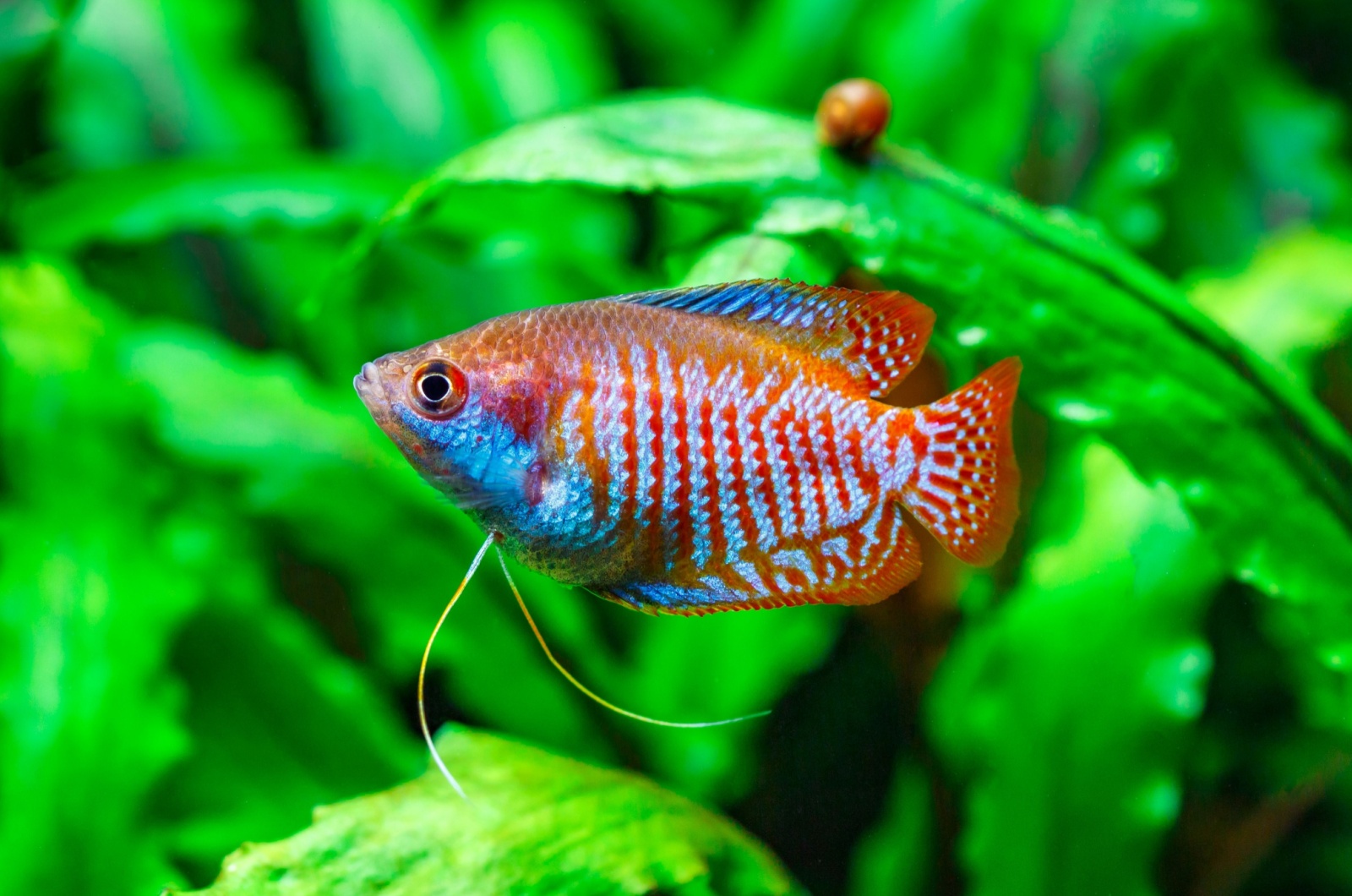 Dwarf Gourami