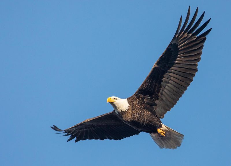 Eagles (Hákarl and Eikþyrnir)