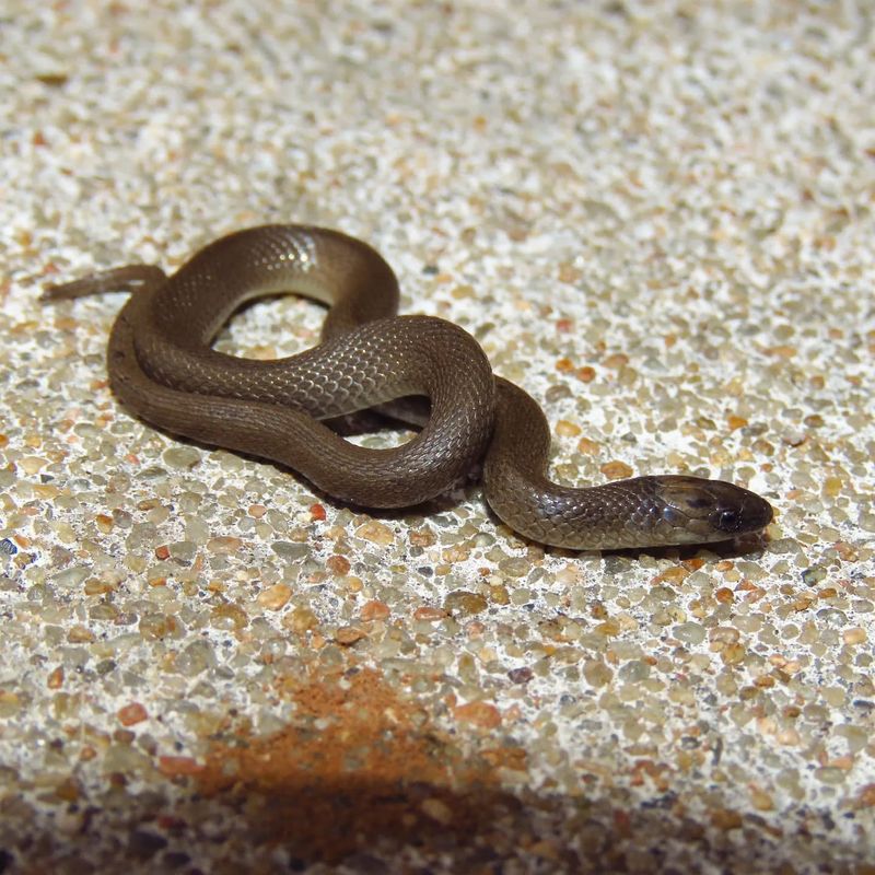 Earth Snake