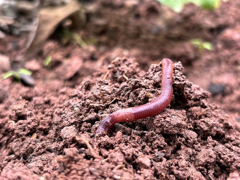 Earthworms