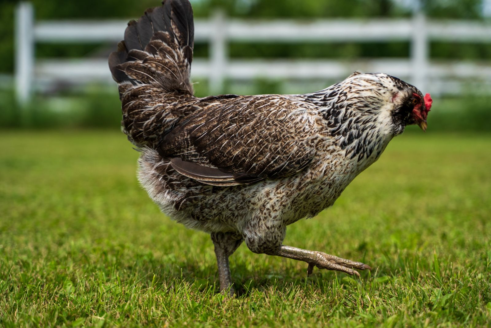 Easter Egger chicken