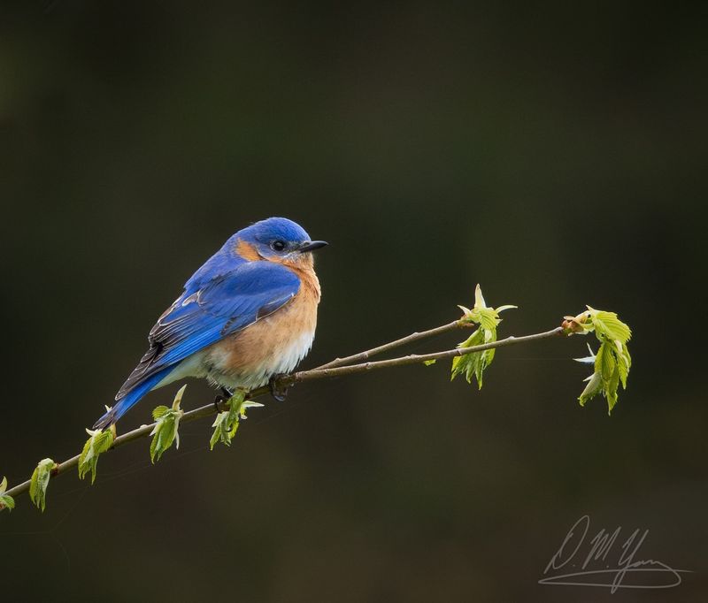 Eastern Bluebird