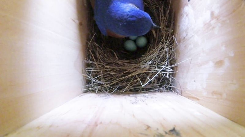 Eastern Bluebird