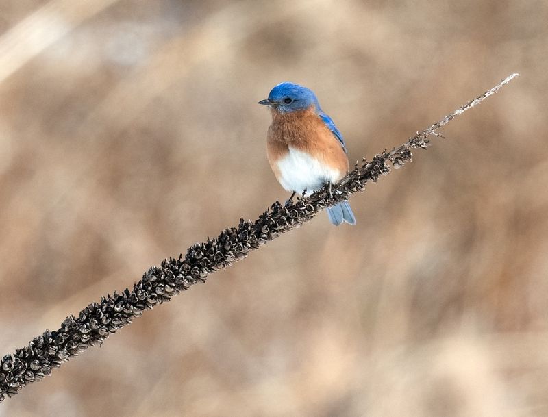 Eastern Bluebird