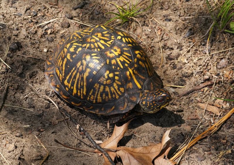 Eastern Box Turtle