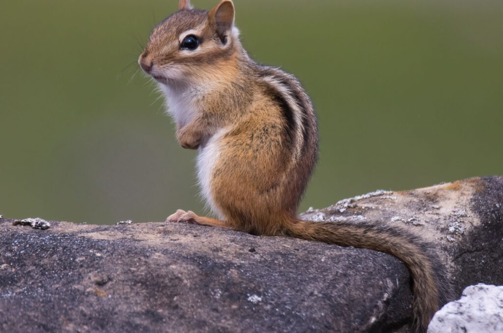 Eastern Chipmunk