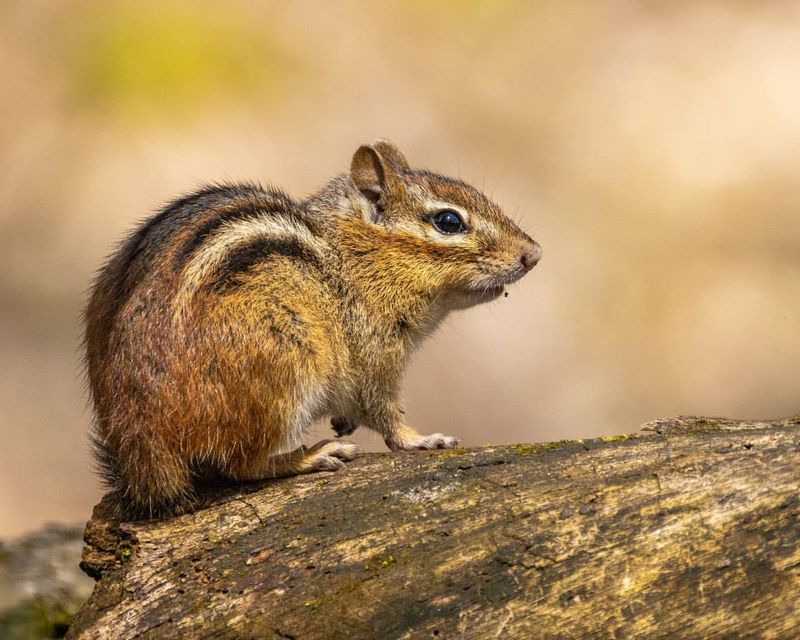 Eastern Chipmunk