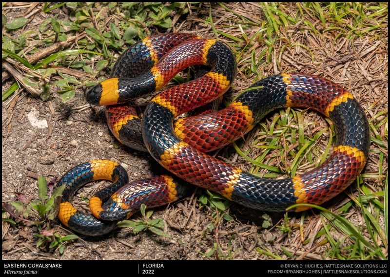 Eastern Coral Snake