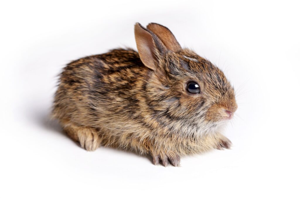 _Eastern Cottontail Rabbit