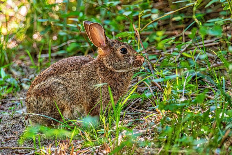 Eastern Cottontail Rabbits