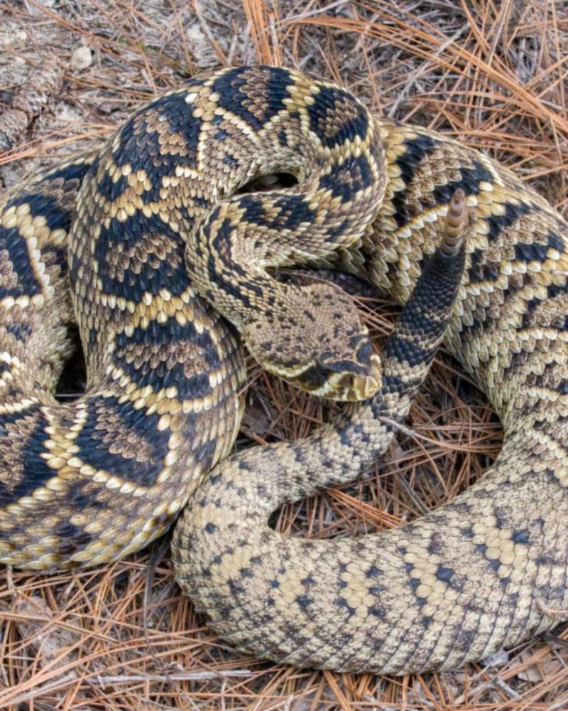 Eastern Diamondback Rattlesnake