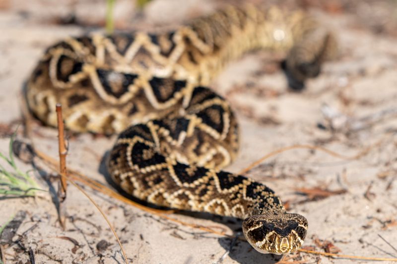 Eastern Diamondback Rattlesnake